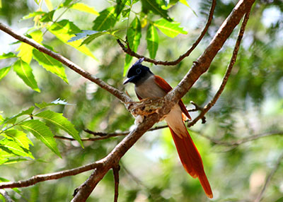 Birding in Sri Lanka
