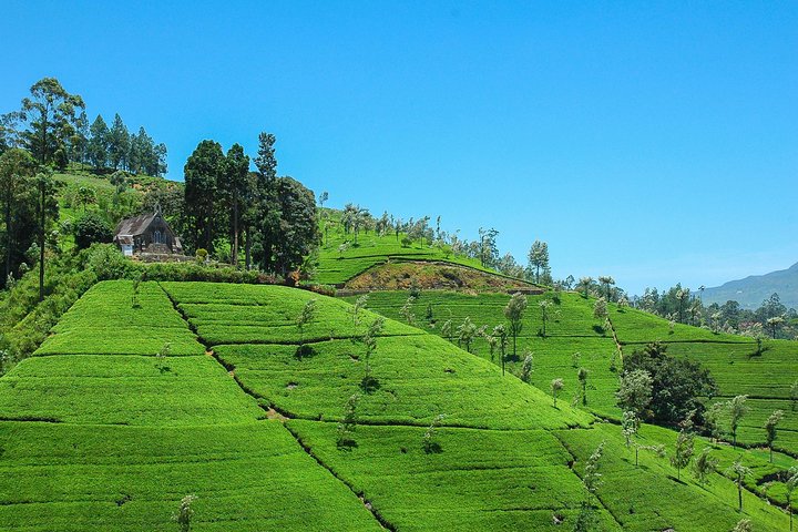 Uva tea country